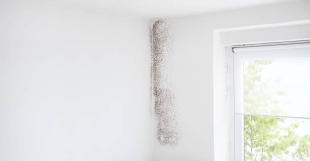 Best Biohazard Mold Removal  in Beach City, TX