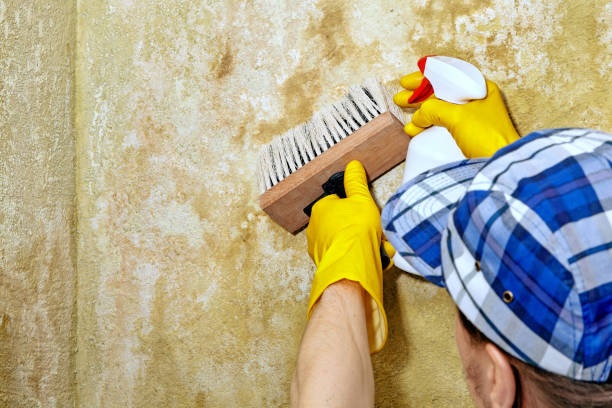 Best Mold Odor Removal Services  in Beach City, TX