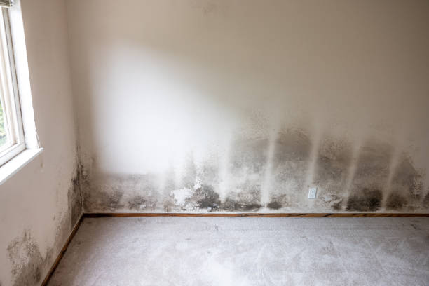 Best Comprehensive Air Testing for Mold Contaminants  in Beach City, TX