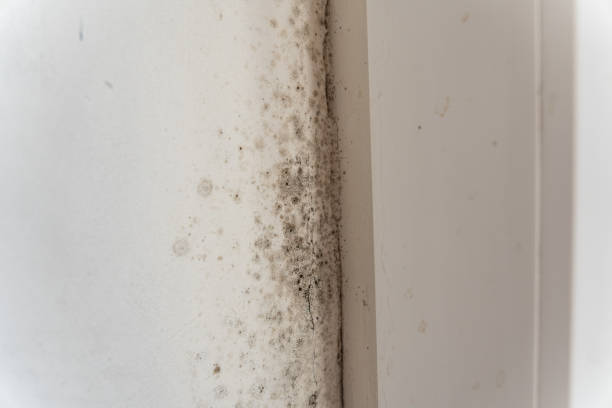 Best Water Damage & Mold Remediation  in Beach City, TX