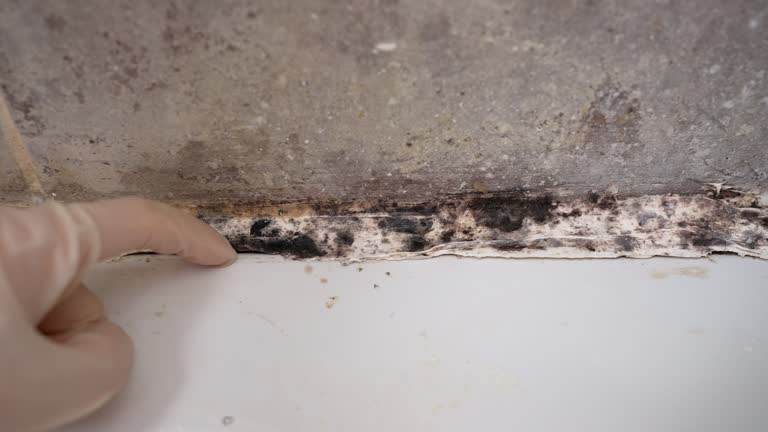 Best Post-Remediation Verification Testing  in Beach City, TX